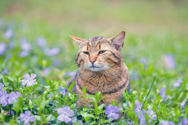 Chat mignon marchant sur la pelouse de pervenche