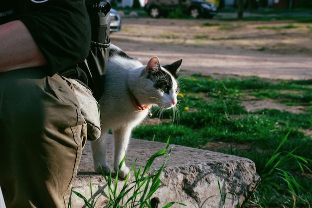 Chat mignon marchant.