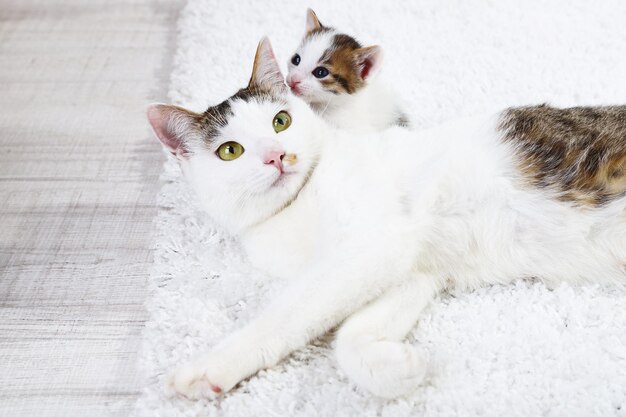 Chat mignon de mère et petit chaton