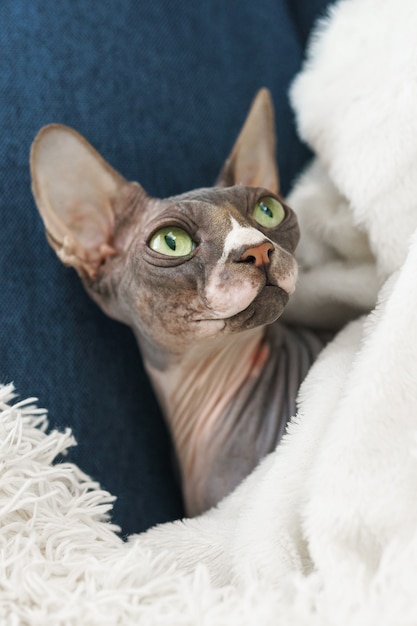 Chat mignon paresseux est couché sous une couverture à la maison