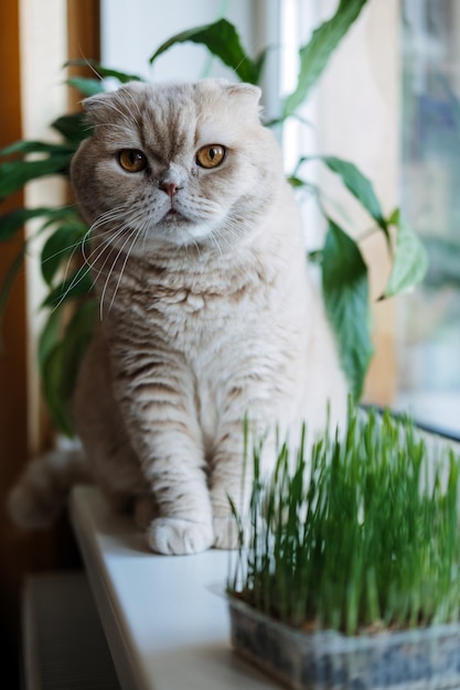 Chat mignon pli écossais assis près de l'herbe à chat ou de l'herbe à chat cultivée à partir d'orge, d'avoine, de blé ou de graines de seigle chat