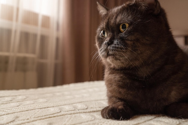 Chat mignon pose sur le lit dans la chambre close up portrait