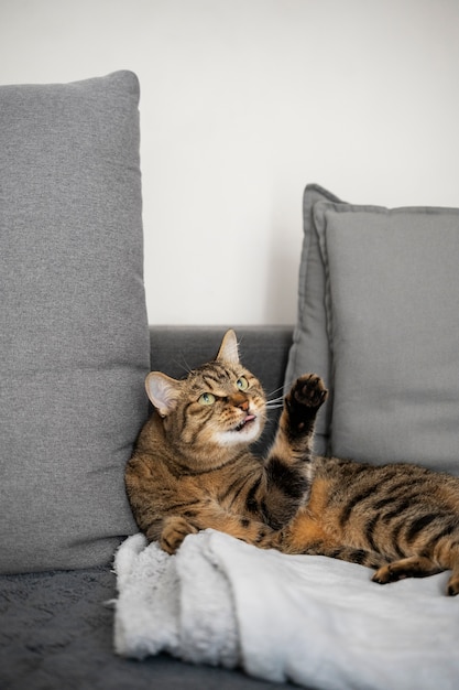 Photo un chat mignon qui passe du temps à l'intérieur.