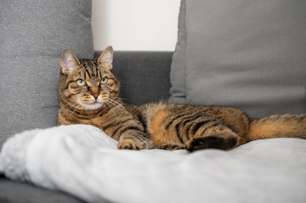 Un chat mignon qui passe du temps à l'intérieur.