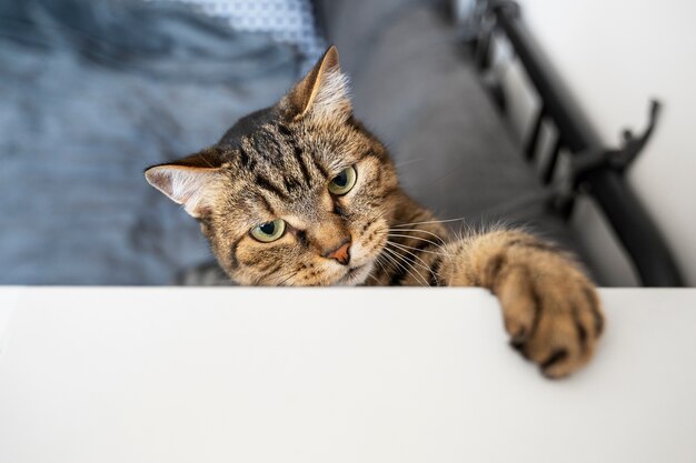 Photo un chat mignon qui passe du temps à l'intérieur.