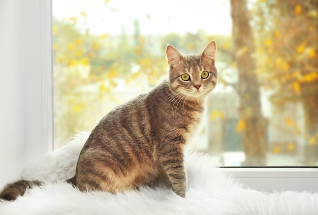 Chat mignon sur le rebord de la fenêtre