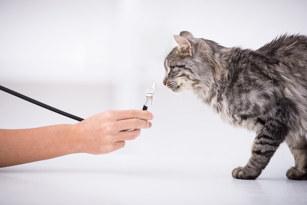 Chat mignon renifle le stéthoscope au cours de l&#39;examen.