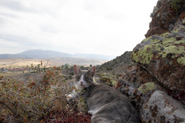 Chat mignon sur le rocher