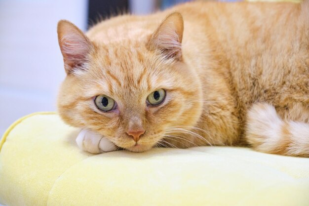 Chat mignon rouge sur le fauteuil Le chat se refroidit et regarde dans la caméra.