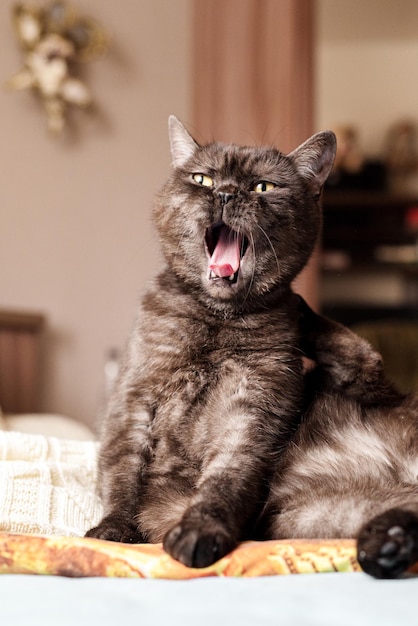 Le chat mignon s'assied sur le lit bâillant largement