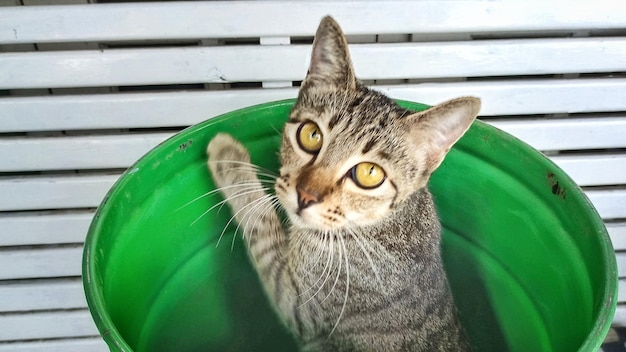 un chat mignon se cachant dans un tonneau vert