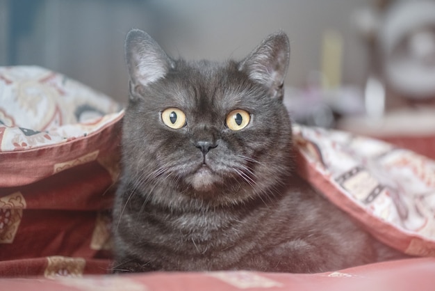 Chat mignon se cachant sous la couverture sur le lit dans la chambre