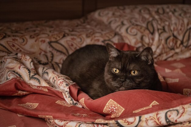 Chat mignon se reposant sur le lit de l'homme