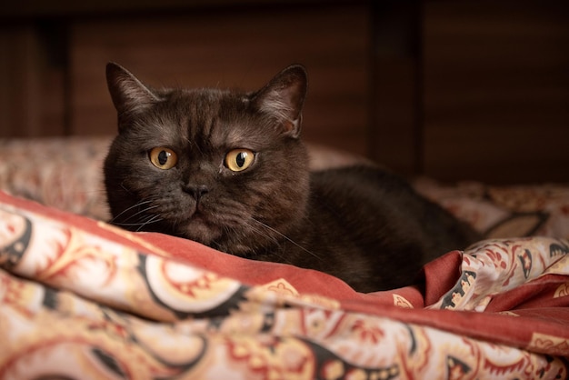 Chat mignon se reposant sur le lit de l'homme