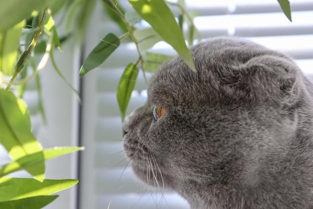 Chat mignon se reposant près des stores