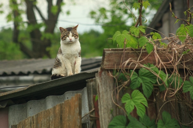 Chat mignon et sérieux est assis sur le toit d'une maison du village