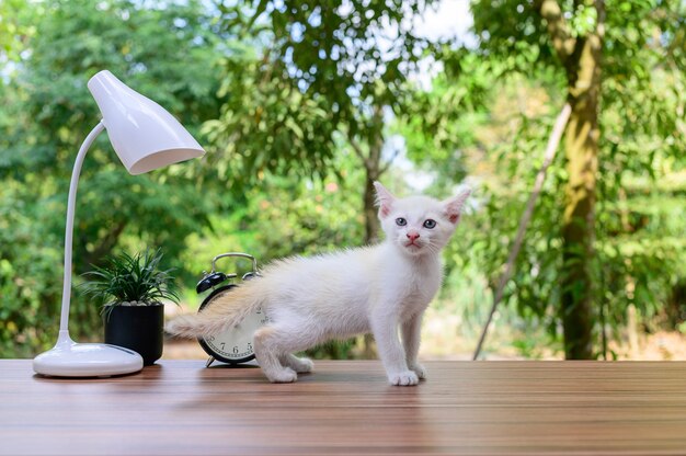 Chat mignon sur la table