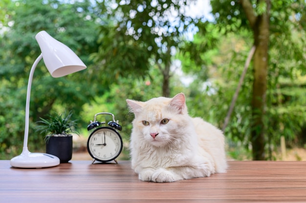 Chat mignon sur la table