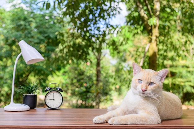 Chat mignon sur la table