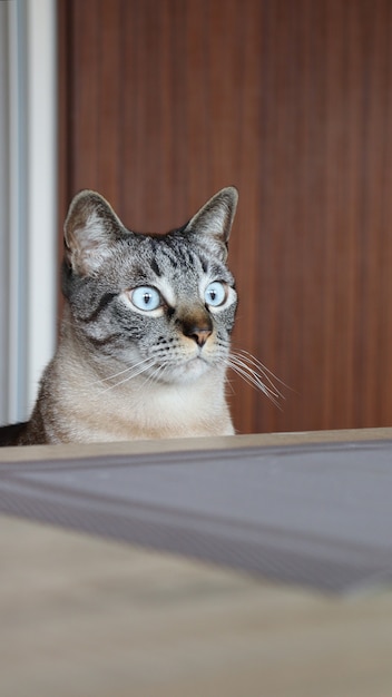 Chat mignon sur la table