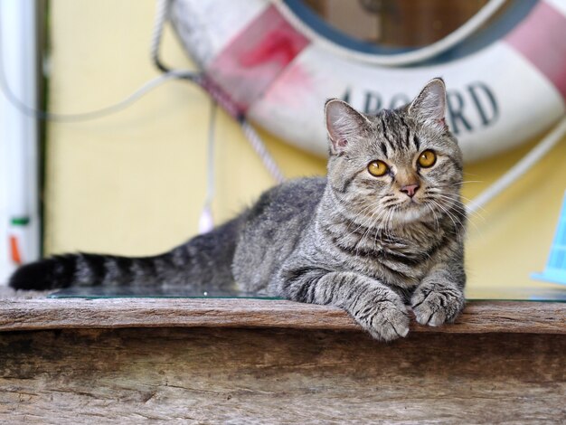 chat mignon