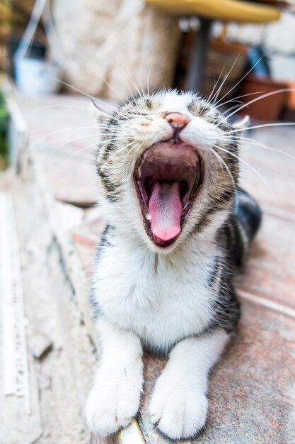 chat minou allongé sur le sol en bâillant