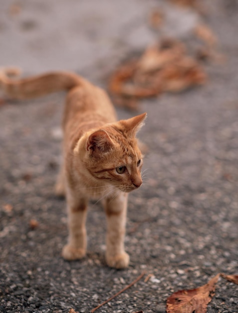 Photo chat de minou de gingembre en automne