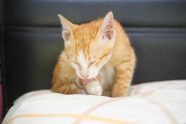 Chat minou jaune sur un oreiller moelleux.