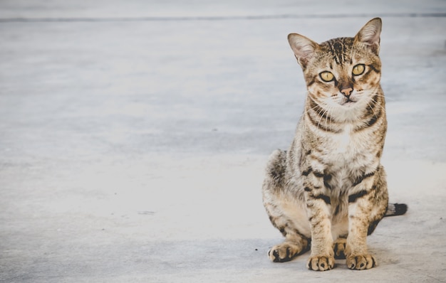 chat minou sur le sol