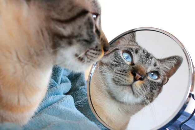 Chat avec miroir