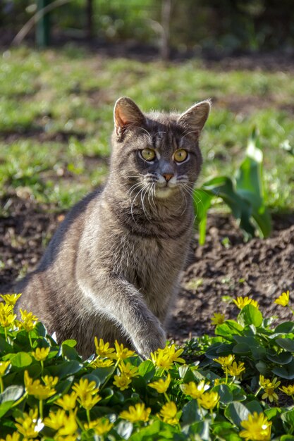 Chat moelleux assis dans le jardin