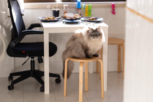 Chat moelleux aux yeux bleus assis sur un tabouret dans la cuisine