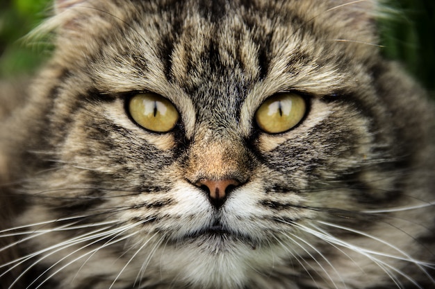 Chat moelleux avec de beaux yeux