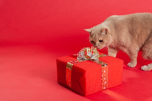 Chat moelleux avec un cadeau rouge