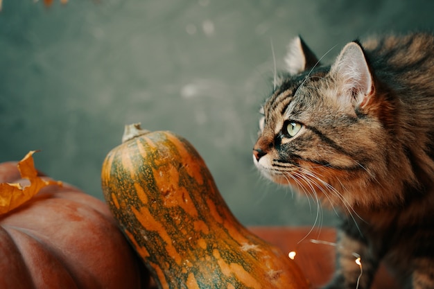 Chat moelleux avec des citrouilles de différentes formes et couleurs sur fond vert composition d'automne avec...