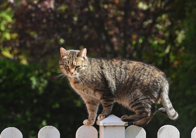 Chat moelleux sur la clôture en bois au printemps Adorable bokeh avec des feuilles vertes chat rural