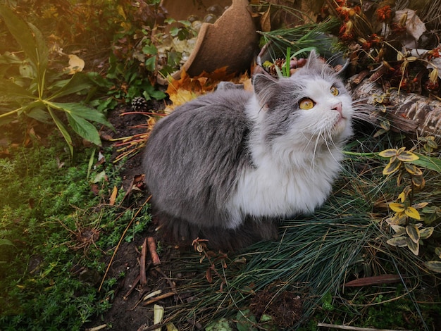 Chat moelleux dans un lit de fleurs d'automne près d'un champ d'herbe jaune séché à l'automne