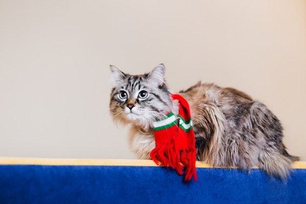 Un chat moelleux avec une écharpe sur le cou