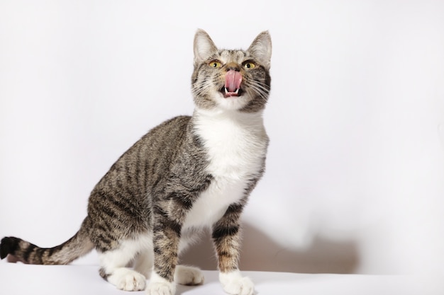 Chat moelleux sur fond blanc