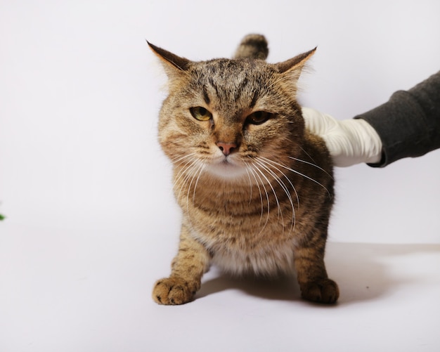 Chat moelleux sur fond blanc