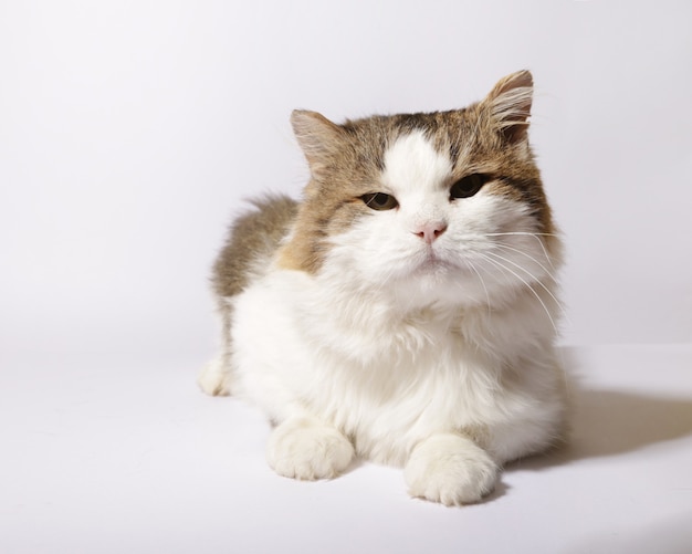 chat moelleux sur fond blanc