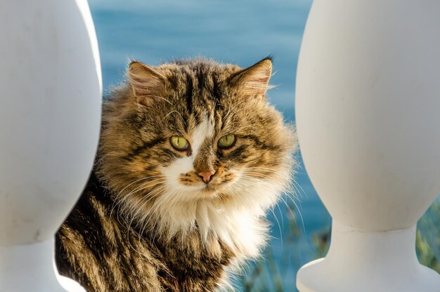 Chat moelleux sur le fond de la mer en été.