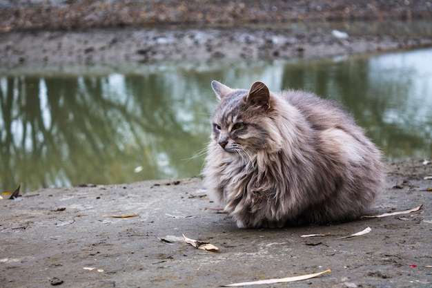 Chat moelleux gris sur la rive du fleuve