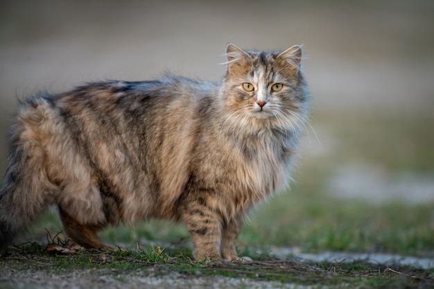 Chat moelleux avec une longue fourrure se trouve dans l'herbe le soir