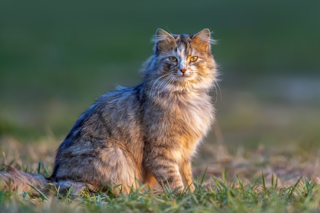 Chat moelleux avec une longue fourrure se trouve dans l'herbe le soir