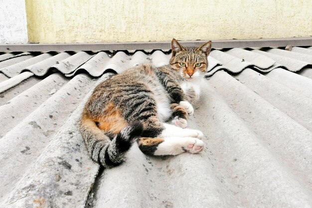 Chat moelleux marche dans la rue Le chat sur le toit Animal de compagnie