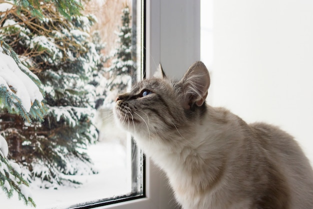 Chat moelleux mignon avec des yeux bleus sititng sur un portrait de rebord de fenêtre