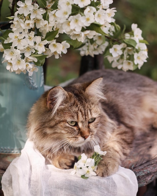 Un chat moelleux rayé est assis sur une chaise à côté d'un vase avec un bouquet de printemps dans le jardin
