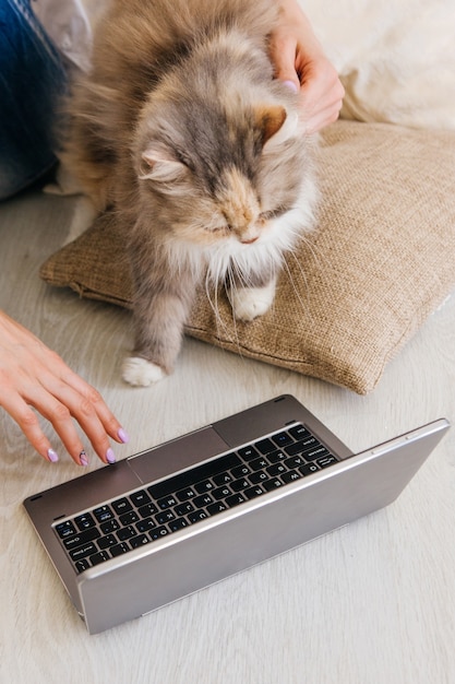 Un chat moelleux regarde curieusement un ordinateur portable assis près de son jeune propriétaire. Charmant concept de confort pour animaux de compagnie et personnes, intérêt pour les nouvelles technologies de la vie quotidienne