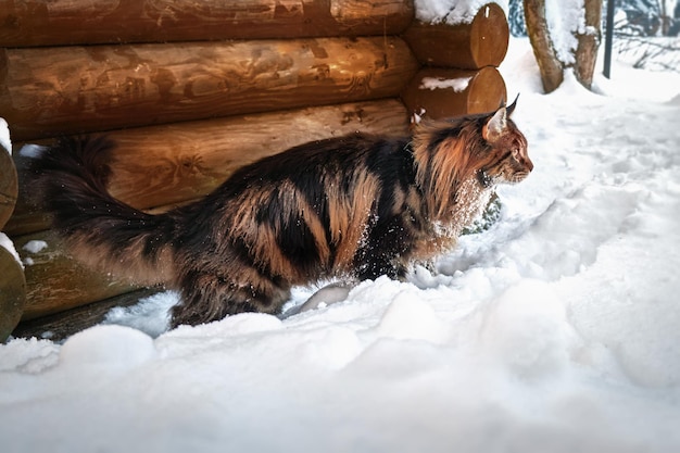 Photo un chat moelleux se faufile à travers la neige le long d'un mur de bûches le chat chasse les souris